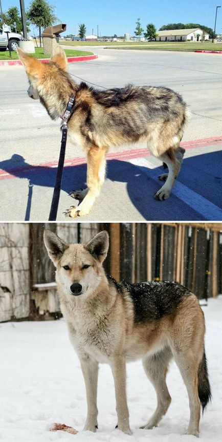 15 Фото собак, яким пощастило, і вони знайшли свій будинок