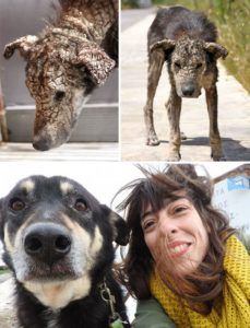 15 Dogs, akik képesek voltak megtalálni a haza, és egy szerető tulajdonosa