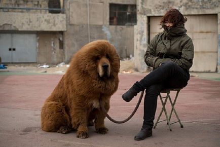 20 Фотографій чудових цуценят, які виглядають як ведмежата - тільки позитив!