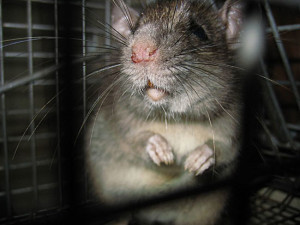 25 Фактів про щурів - цікаві факти, пізнавальні статті, цифри і новини