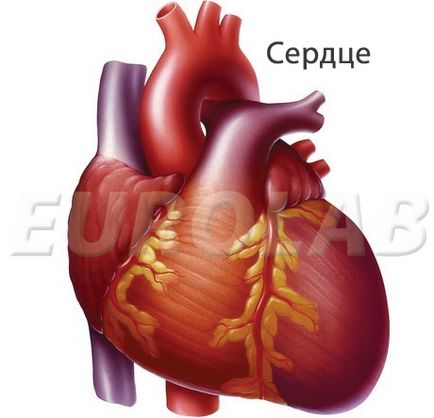 4 Diferențe ale inimii feminine de la bărbați, știri despre medicamente pe eurolab