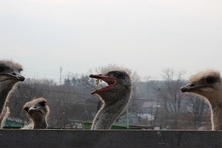 50% kedvezmény a két jegyet az állatkertbe 40 rubelt! Látogasson el a különleges állatkert egzotikus állatok!