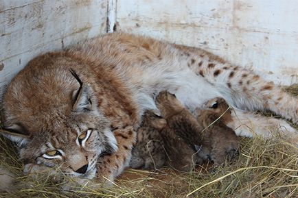 50% Reducere pentru două bilete la grădina zoologică pentru 40 de ruble! Vizitați grădina zoologică unică a animalelor exotice!