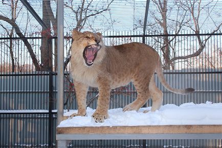 50% Reducere pentru două bilete la grădina zoologică pentru 40 de ruble! Vizitați grădina zoologică unică a animalelor exotice!