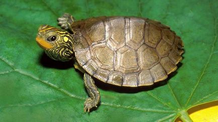 9 Фактів, які потрібно вивчити перед покупкою черепахи