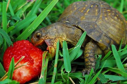 9 Фактів, які потрібно вивчити перед покупкою черепахи
