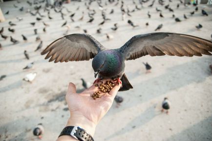 9 motive neașteptate care vă vor face să respectați porumbeii