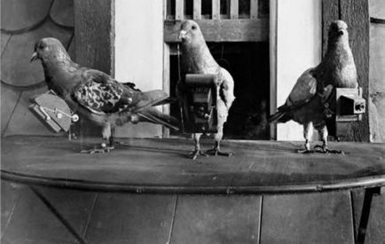 9 motive neașteptate care vă vor face să respectați porumbeii