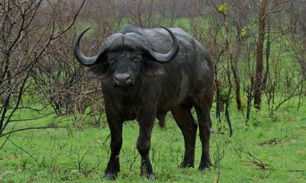 Африканський карликовий буйвол опис, фото, кафрский тип