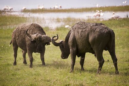 Африканський карликовий буйвол опис, фото, кафрский тип
