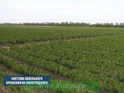 Аік-агросістемс - 20 років на ринку крапельного зрошення, аппяпм