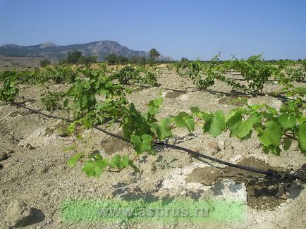 Aik-agrosystems - 20 de ani pe piața irigării prin picurare,