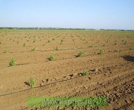 Aik-agrosystems - 20 de ani pe piața irigării prin picurare,