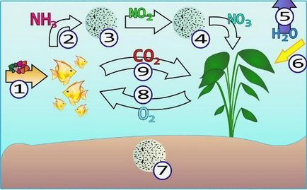 Aquaristicile - rolul parametrilor pHi în ciclul de azot al unui acvariu