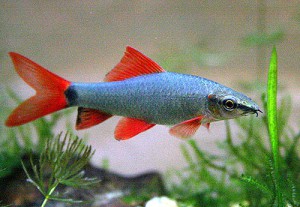 Акваріумна рибка лабео зміст, розмноження, види
