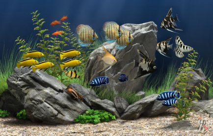 Akváriumi halak hajlamosak az agresszióra