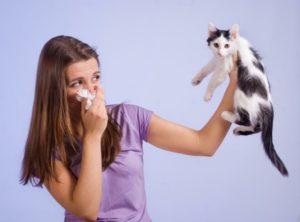 Allergia az állatokra és azok gyapjú - tünetek és kezelés