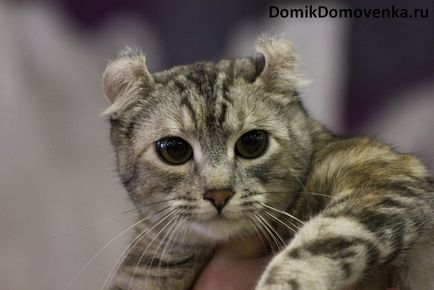 American curl, pisica cu urechi îndoită