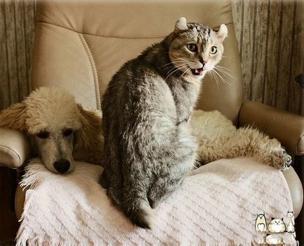 American curl, pisica cu urechi îndoită