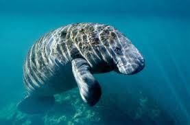 Manatee americană, lumea animalelor și plantelor