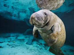 Manatee americană, lumea animalelor și plantelor