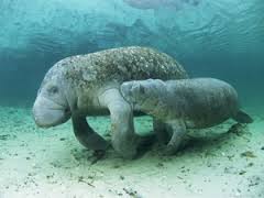 Manatee americană, lumea animalelor și plantelor