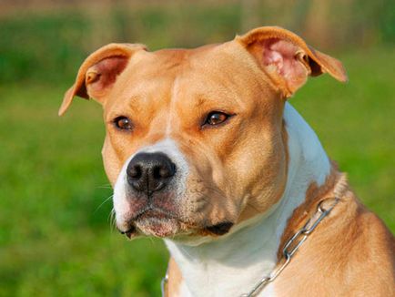 Terrier american Staffordshire