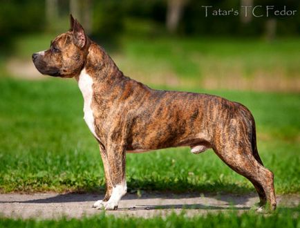 Terrier american Staffordshire