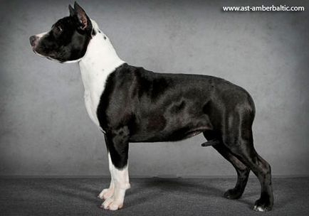 Terrier american Staffordshire