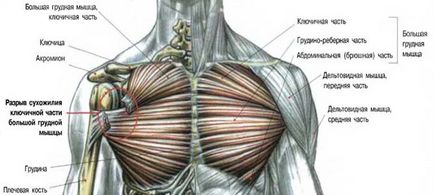 Анатомія грудних м'язів з фото- і відеоматеріалом