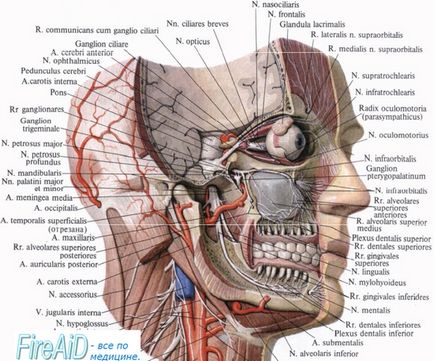 Anatomia nervului trigeminal, nuclee, căi