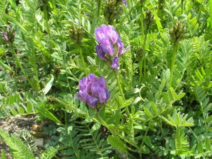 Astragalus - proprietăți utile și metode de aplicare