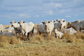 Auliekolskaya порода защо рядкост, информация и реклама аграрна вестник - agroinfo