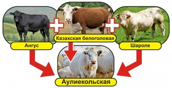 Ауліекольская порода чому рідкість, інформаційно-рекламна аграрна газета - АГРОІНФО