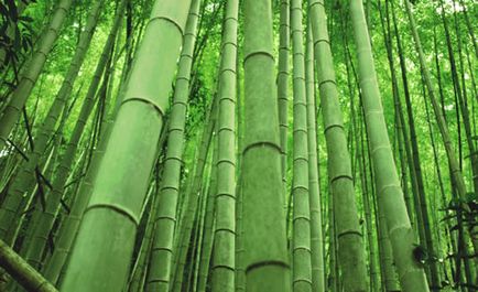 Și știi cum poți propaga bambusul, florile de interior