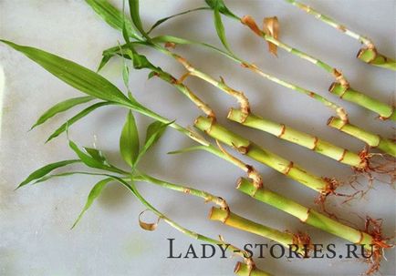 Și știi cum poți propaga bambusul, florile de interior