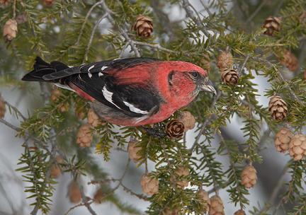 És tudod, hogy miért Crossbill keltető tél