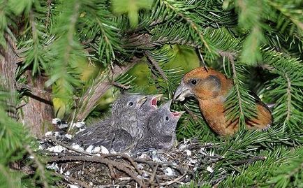 És tudod, hogy miért Crossbill keltető tél