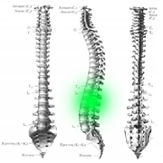 Ayurveda pentru spate - boli comune ale coloanei vertebrale și spate