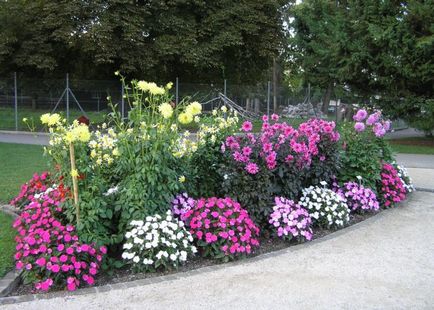 Impatiens градина засаждане и грижи, снимка в ландшафтен дизайн