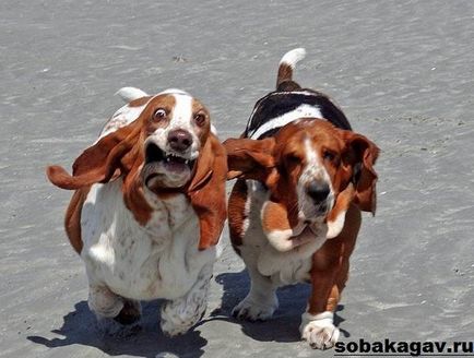 Basset Hound dog