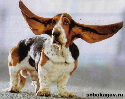 Basset Hound Dog