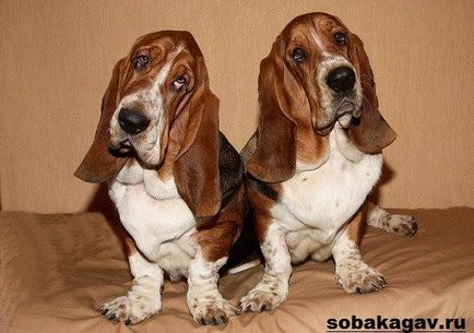 Basset Hound Dog