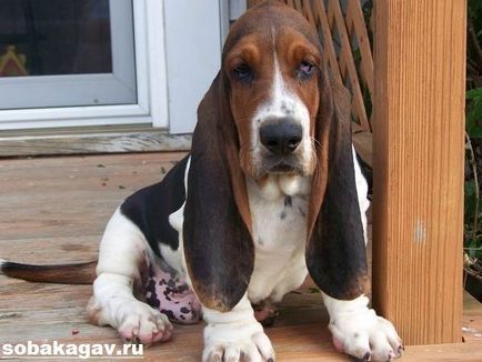 Basset Hound Dog