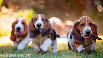 Basset Hound dog