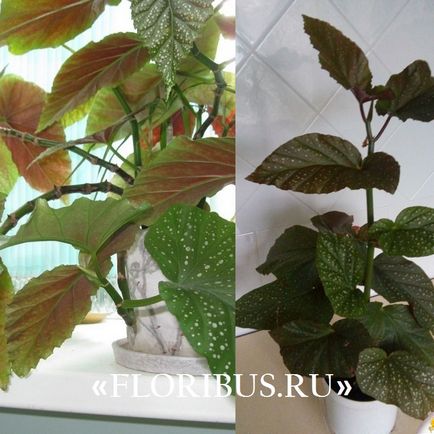 Begonia lucerna fotók, otthoni gondozás, szaporítás dugványozással, növekvő szabályok