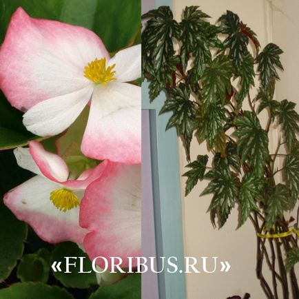 Begonia lucerna fotók, otthoni gondozás, szaporítás dugványozással, növekvő szabályok