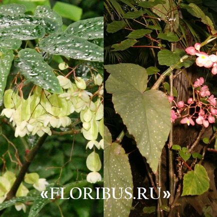 Begonia fotografie alfalfa, îngrijire la domiciliu, butași de înmulțire, reguli în creștere