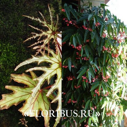 Begonia fotografie alfalfa, îngrijire la domiciliu, butași de înmulțire, reguli în creștere