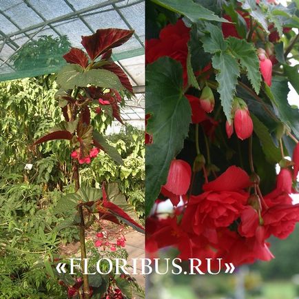 Begonia lucerna fotók, otthoni gondozás, szaporítás dugványozással, növekvő szabályok (ellátás) Begonia lucerna fotók, otthoni gondozás, szaporítás dugványozással, növekvő szabályok